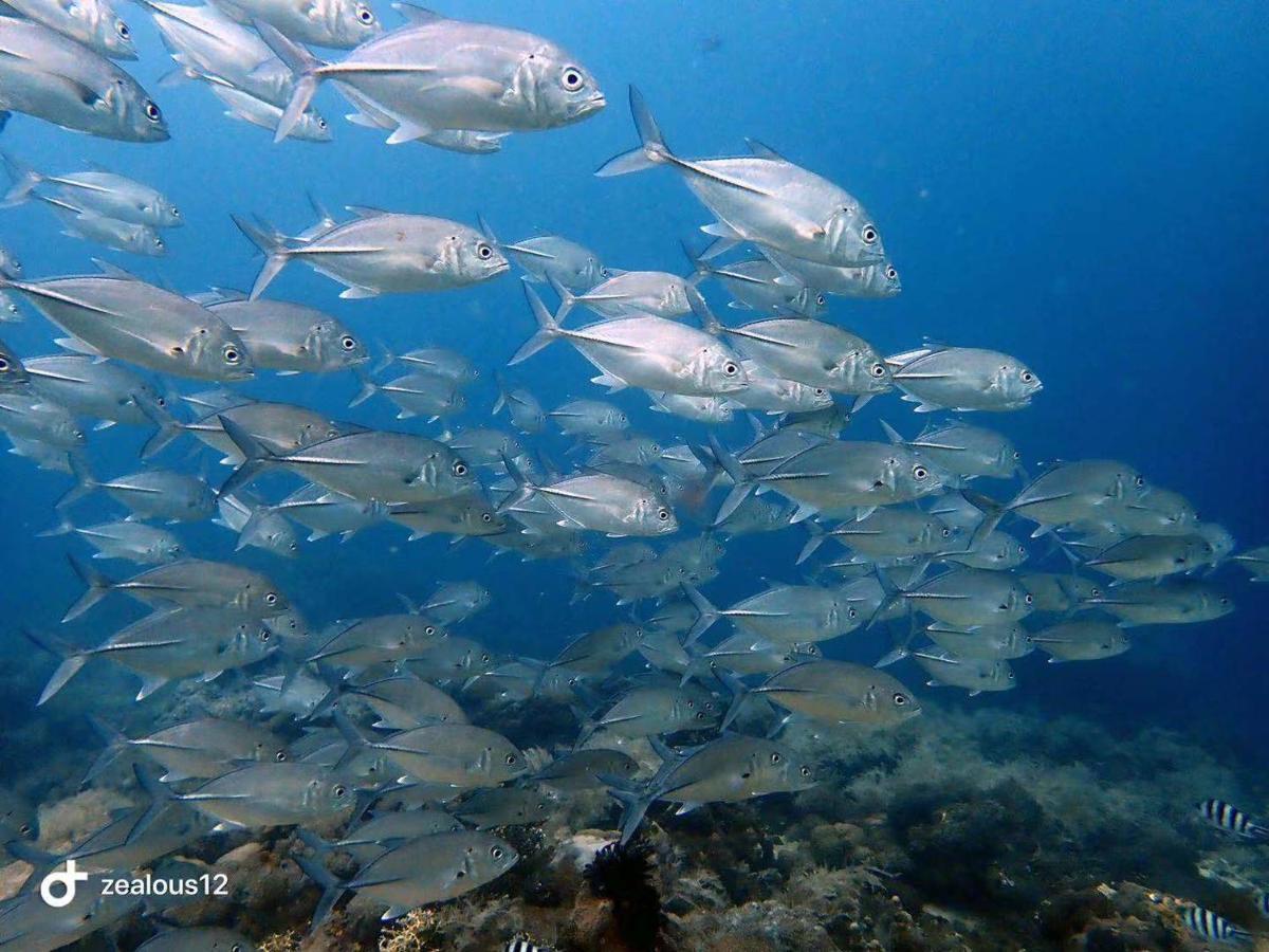 Sugarsea Inn & Dive Shop ماكتان المظهر الخارجي الصورة
