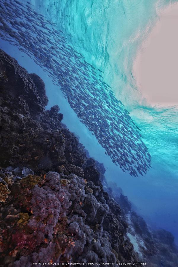 Sugarsea Inn & Dive Shop ماكتان المظهر الخارجي الصورة